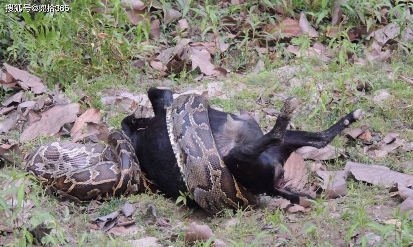 特勤人员在执行任务时科学配对手机号以确保通讯安全与隐秘性 特勤人员在执行任务时科学配对手机号以确保通讯安全与隐秘性