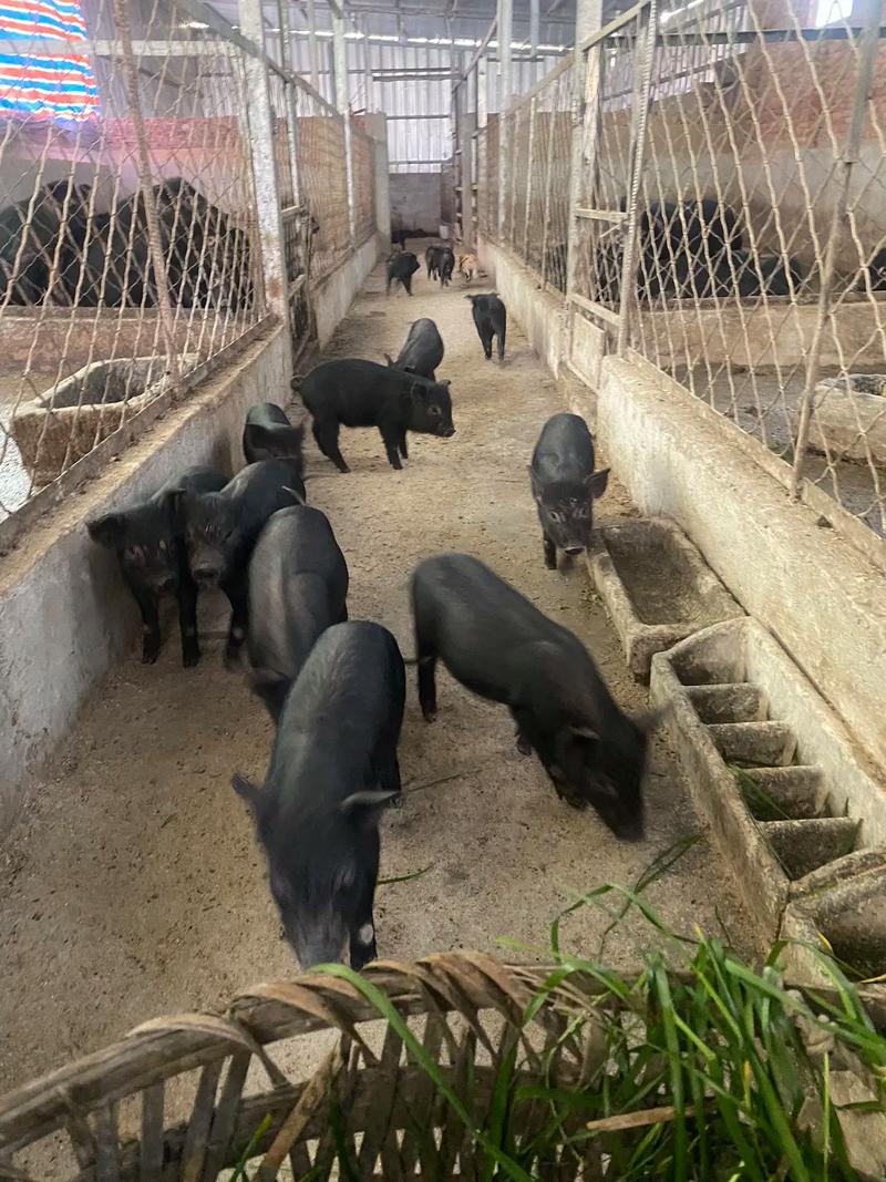 кܱδ쵼(к쵼ѵƽ)