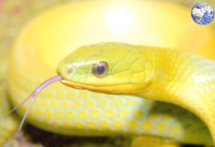 ��ɱ��������ʳ��Ů�� ���϶ȸ߻����