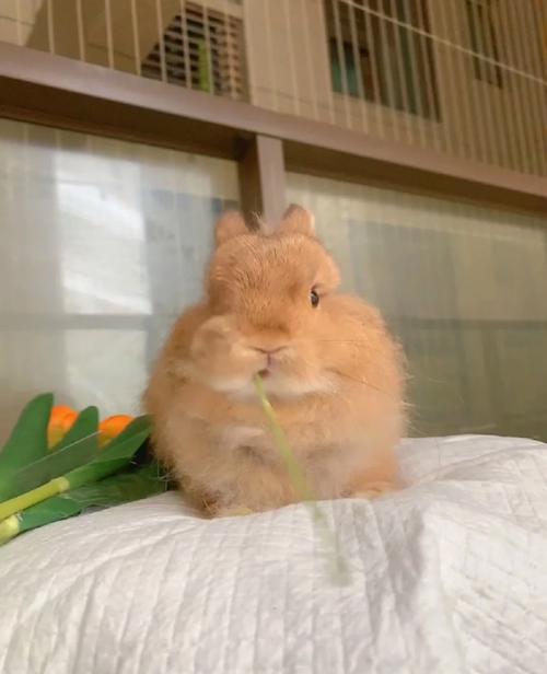 生日石是阳历还是阴历 阳历8月份生日的幸运石