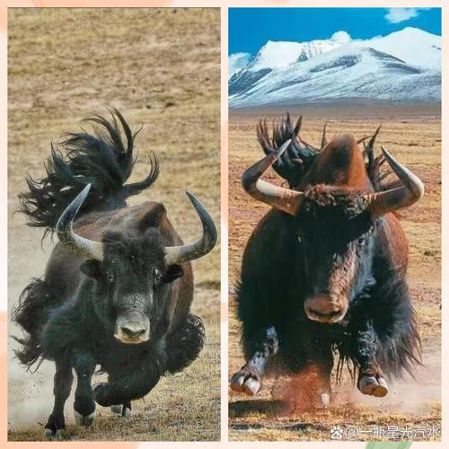 午马婚配属相戊申年婚姻运势 会影响夫妻关系和谐稳定 午马婚配属相戊申年婚姻运势 会影响夫妻关系和谐稳定