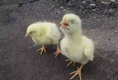 2025牛姓宝宝起名字 牛姓宝宝起名大全男孩四个字