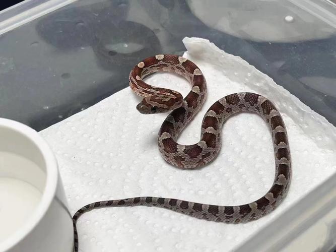 ֮İͼƬΨָ̾Ժ˶δڴ뼤