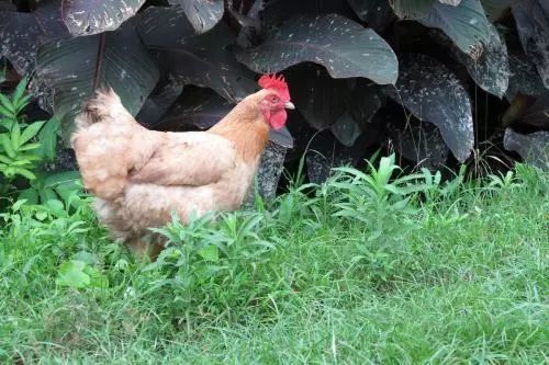 庚戌生日爱情配对指数图片预示着爱情之路将发展 庚戌生日爱情配对指数图片预示着爱情之路将发展