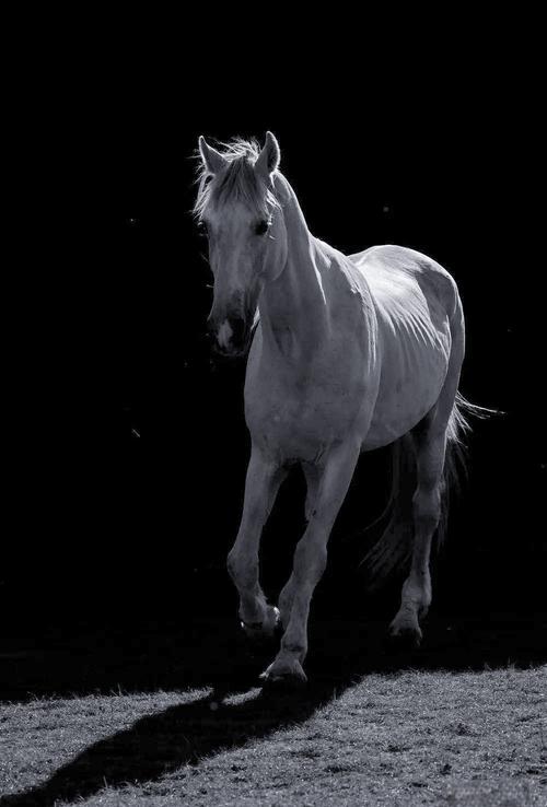 壬午车牌周易测吉凶影响车主运势存在潜在风险需谨慎考虑 壬午车牌周易测吉凶影响车主运势存在潜在风险需谨慎考虑