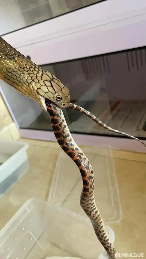 上等婚姻是少数 如何相配为上等婚 上等婚姻是少数 如何相配为上等婚