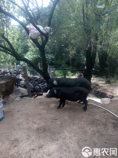 婚姻中属相配对 羊的配对属相是什么意思 婚姻中属相配对 羊的配对属相是什么意思
