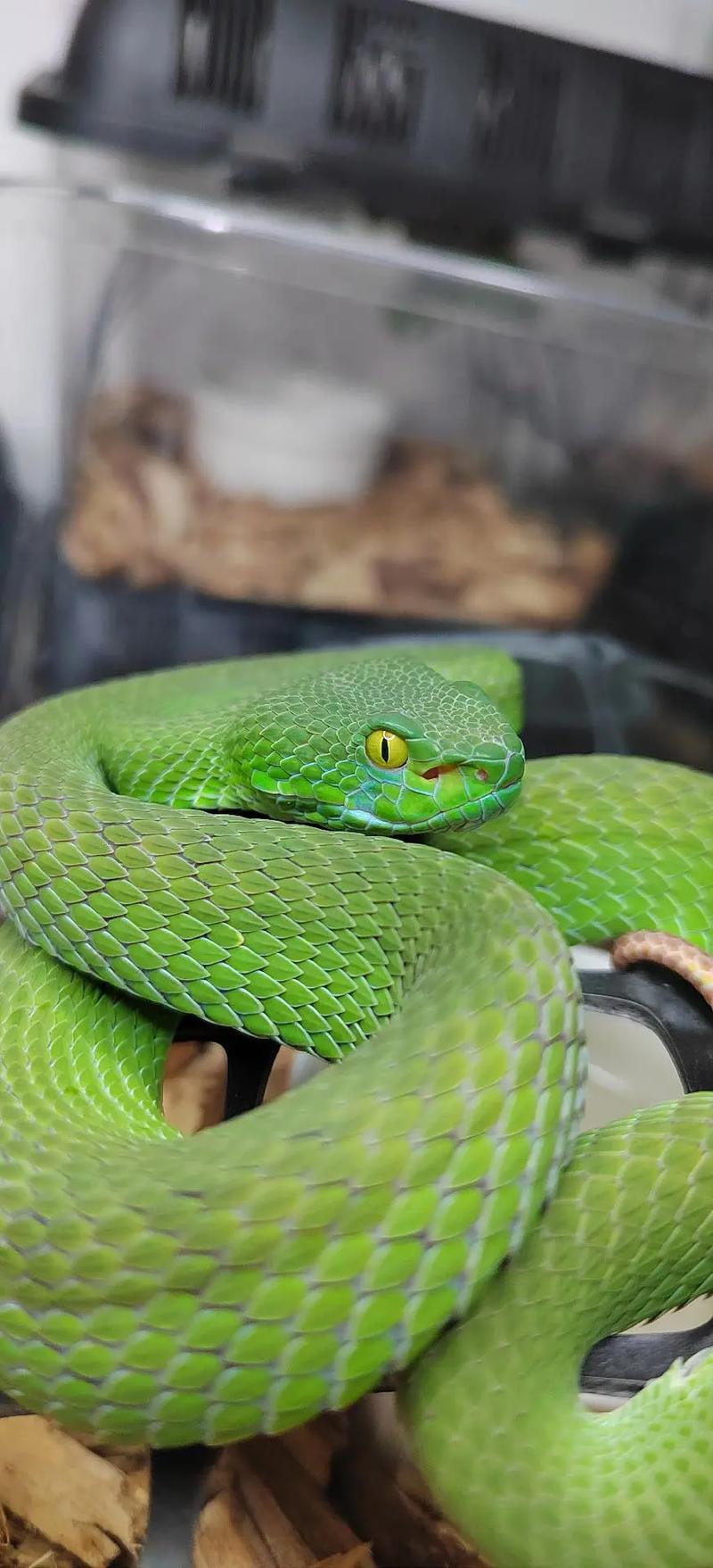 王子文的两任丈夫是谁