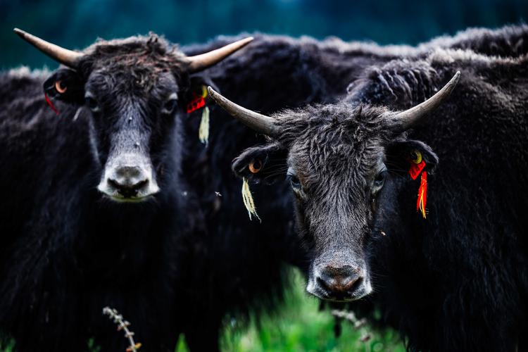 2025갲Ů᲻Ӱż(2025갲ŮӰż)