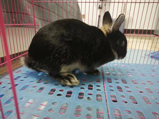 李晓峰杨幂 李晓峰杨幂谁漂亮