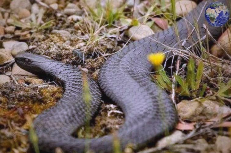 źԤʾŴľ(źԻӰĴչ)