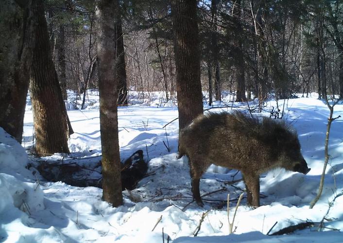 丙火是什么意思 丙火是什么意思