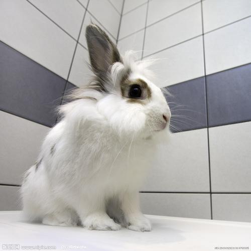 帆布鞋品牌如何挑选 哪些品牌值得一试 帆布鞋品牌如何挑选 哪些品牌值得一试