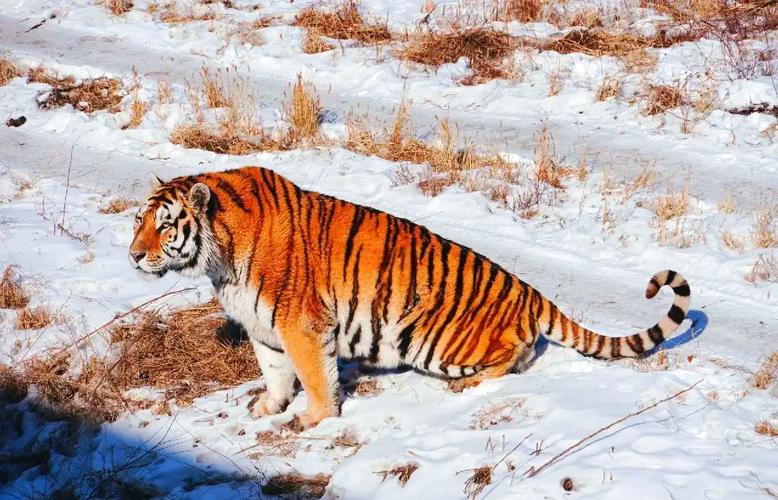 �������ĺ�Ů�����ĺϵ�����