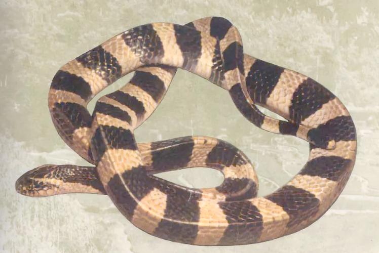 �μ�����һֻ������ʲôԤ�� �μ�����һֻ����Ԥ��ʲ