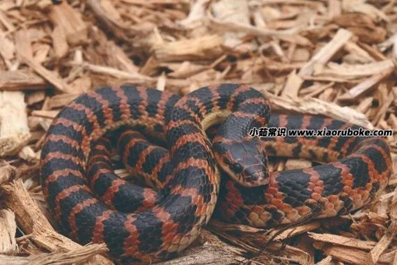 金命和什么命最配 金命配什么命最合适 金命和什么命最配 金命配什么命最合适