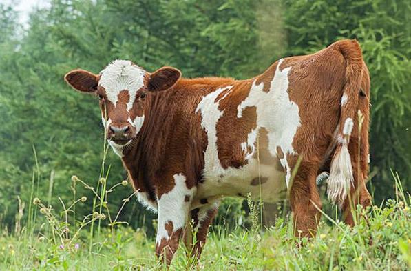 如何最大化利用笔记本的双显卡性能优势 如何最大化利用笔记本的双显卡性能优势