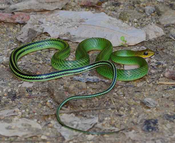 ��������Щ��ˮ����