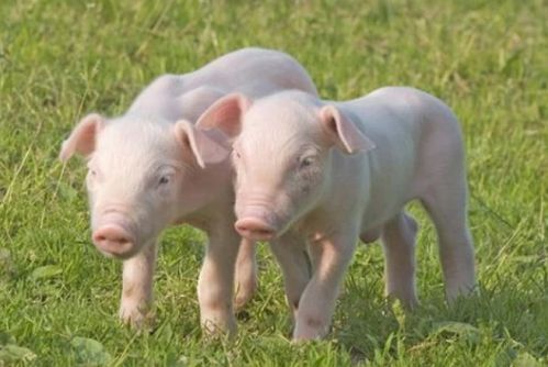 ڷʲôֲв 걳ͷ˵ͷ