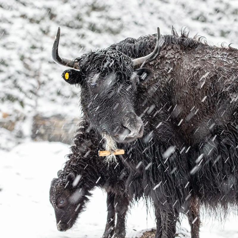 夏洛克唯一爱过的女人