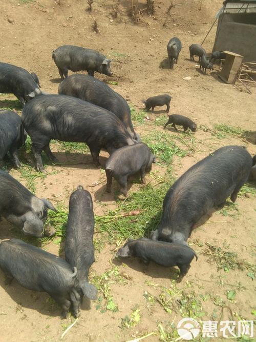 伤官要什么来制住 印制伤官才华横溢