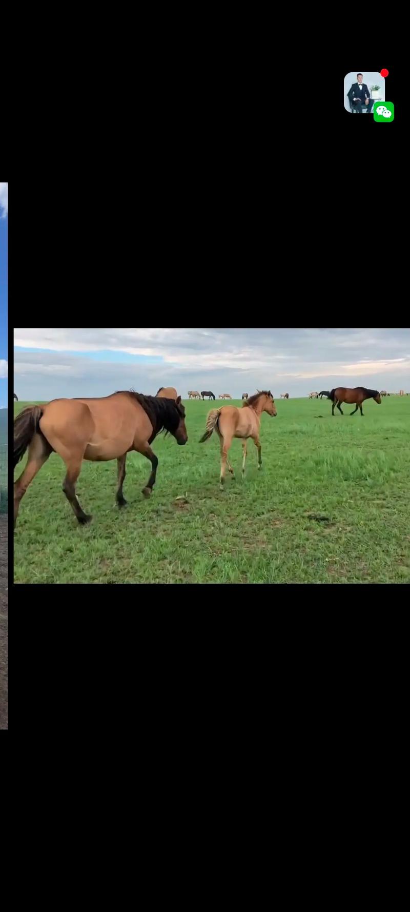属马的属虎婚配对象什么属相好 属虎的和什么属相最配