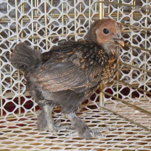 女人手相图解大全苦命图片 女人手相图解大全苦命图