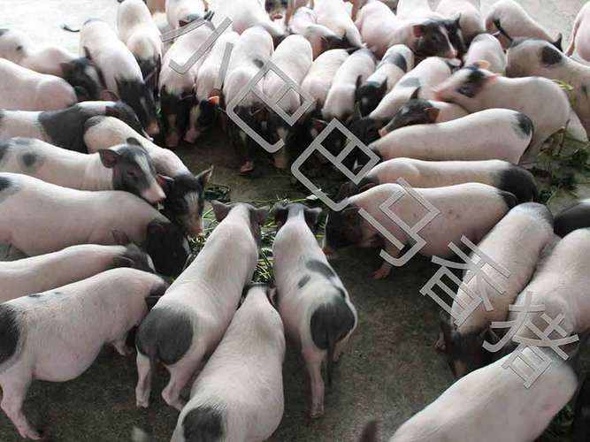 生肖兔的朋友们自己的本命佛发冠能否带来包容心(本命佛发冠会影响生肖兔的包容心) 生肖兔的朋友们自己的本命佛发冠能否带来包容心(本命佛发冠会影响生肖兔的包容心)