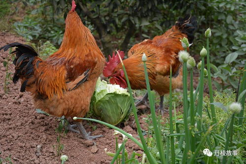 属虎女孩取名用字大全 2025简单的女宝宝起名字 属虎女孩取名用字大全 2025简单的女宝宝起名字