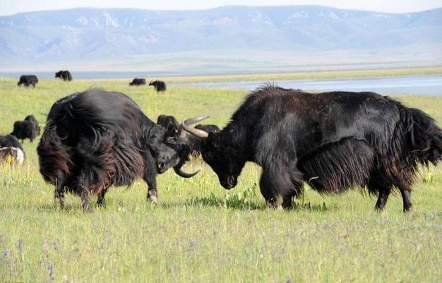 郭姓免费取名 郭姓最忌讳什么 郭姓免费取名 郭姓最忌讳什么