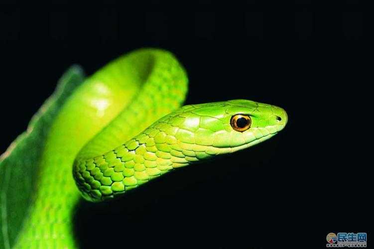 日柱比肩坐偏印七杀 日柱比肩坐偏印七杀