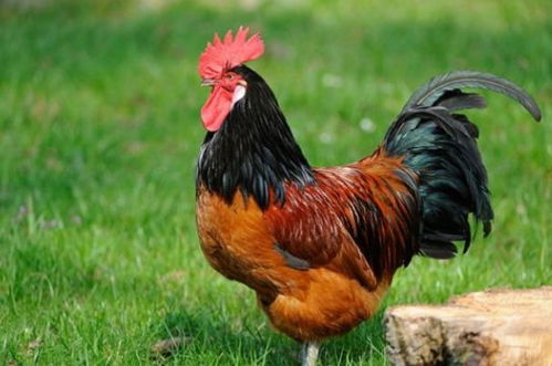 以玉字起名二个字女孩会不会影响她的未来运势(以玉字起名二个字女孩会影响她的性格吗) 以玉字起名二个字女孩会不会影响她的未来运势(以玉字起名二个字女孩会影响她的性格吗)