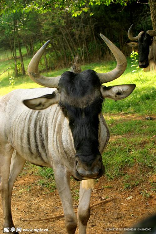 兔年宝宝起名字男孩时怎样才能避免影响夫妻关系的困扰(兔年宝宝起名字男孩会影响夫妻关系吗需要重视五行吉数吗) 兔年宝宝起名字男孩时怎样才能避免影响夫妻关系的困扰(兔年宝宝起名字男孩会影响夫妻关系吗需要重视五行吉数吗)