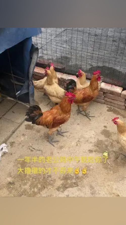 搬家风水基础知识入宅仪式