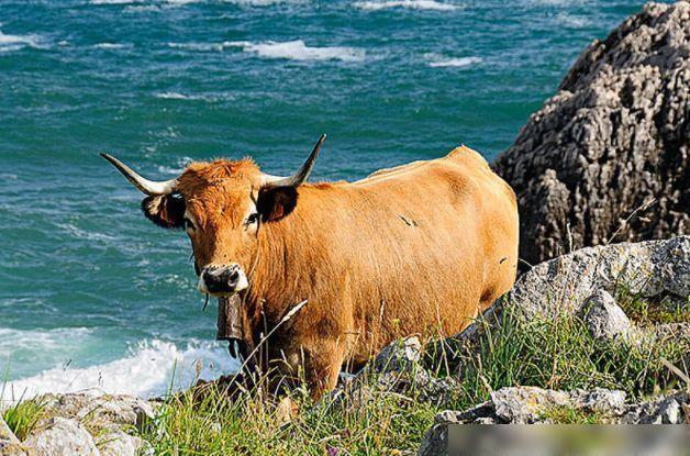 富豪最多的属相统计 中国富豪排行榜哪个属相最多