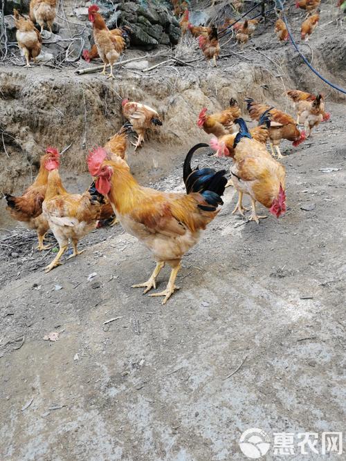 狗女鼠男属相配对 属狗女和属鼠男配吗真的合适吗