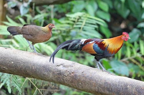 ³Ů2025Ӱر仯(³Ů2025Ӱδصϵͳ)