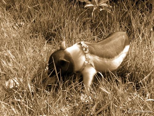 �Ҿӷ�ˮɳ�������ڷŲƶ�����