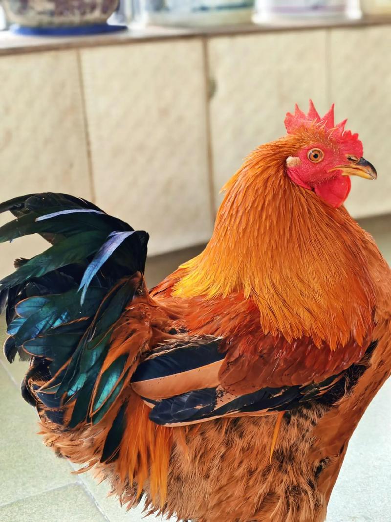 汽车牌照号码测吉凶查询表真的能影响行车安全和运势吗我们该正确使用工具来避免不必要的呢 汽车牌照号码测吉凶查询表真的能影响行车安全和运势吗我们该正确使用工具来避免不必要的呢