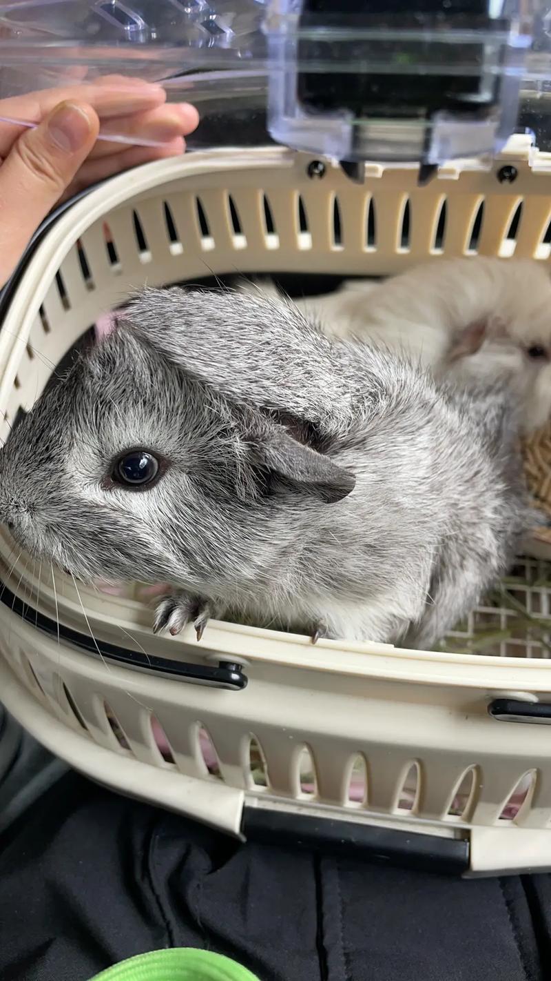 属羊的今年多大 2025年属羊的几岁 属羊的今年多大 2025年属羊的几岁