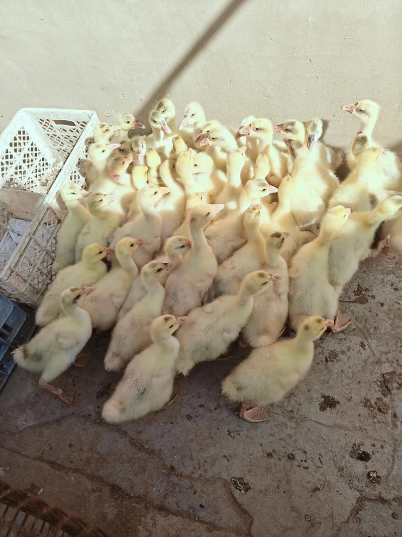 ƴʮǩǩٻ鼪Ե(ƴʮǩǩٻ鼪˳)