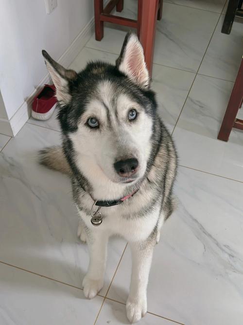 ԻżĻӰ(ԻӰżĻӵķչ)