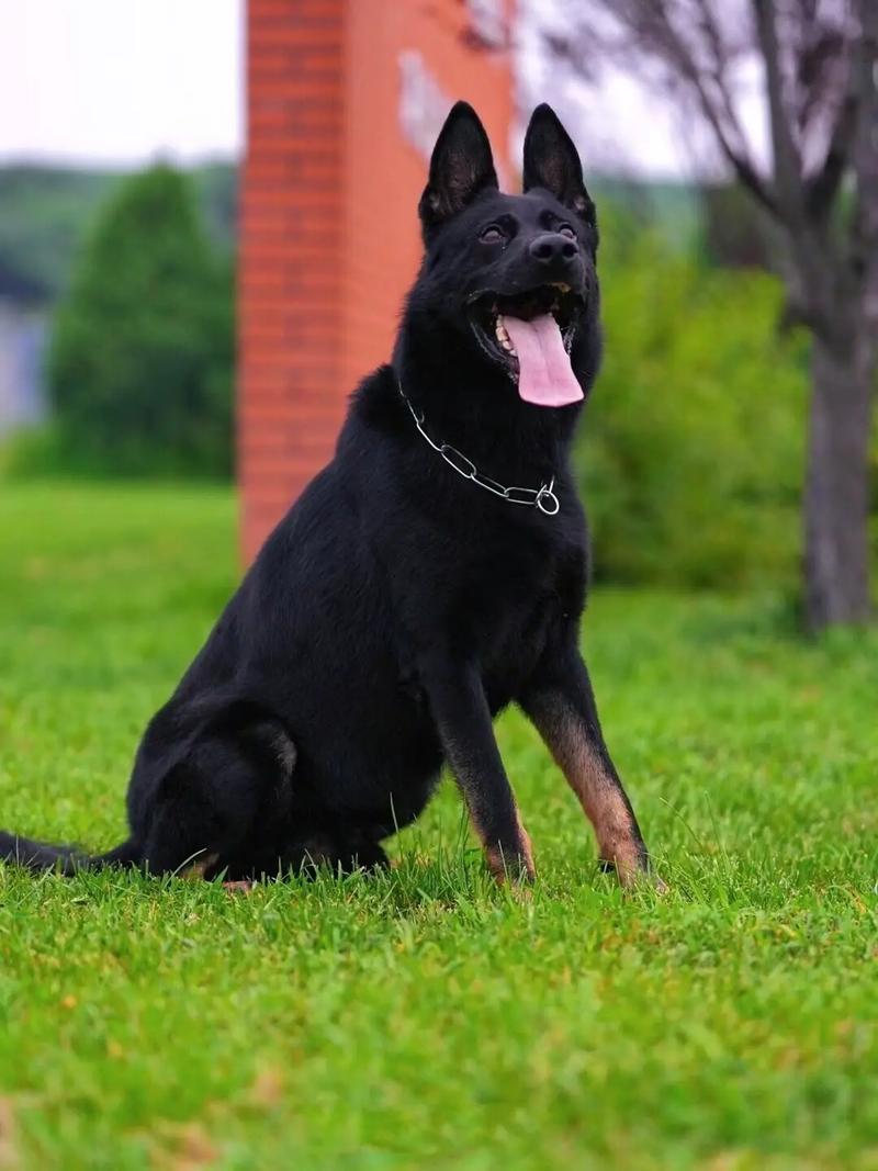 ȳƻӰǵ ⼪ײѯѲ⳵ƺܷǹܲ