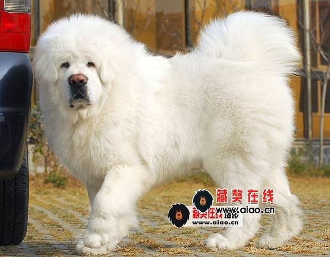 2026��ũ�����³����Ļ�����ȡ�� ����ȡ��С����