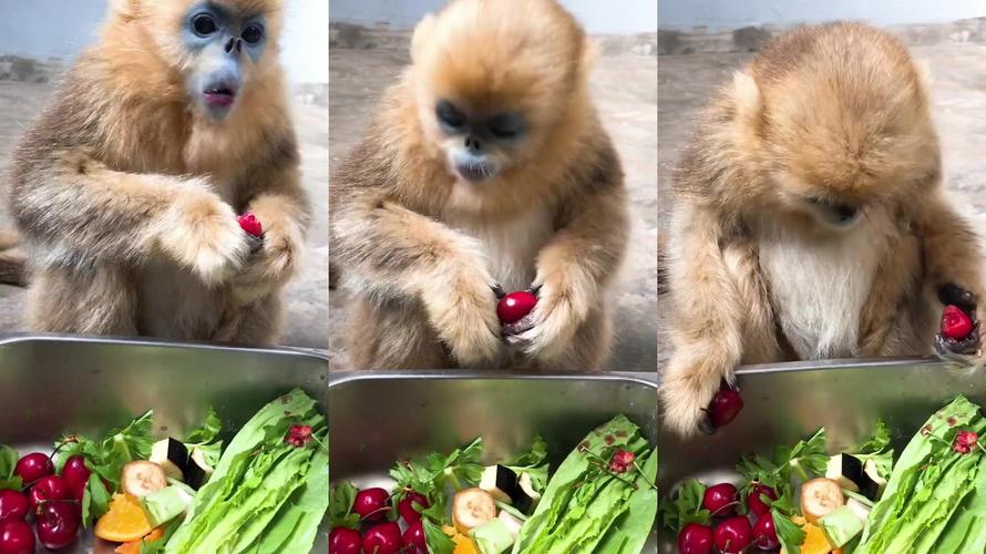 紫水晶洞的风水功效 紫水晶洞的风水功效