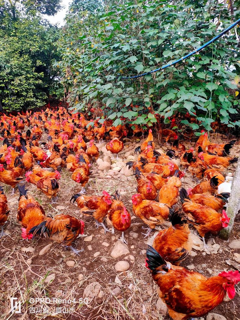 八字算命实战324己亥年出生的人运势未来会有哪些变化 八字算命实战324己亥年出生的人运势未来会有哪些变化