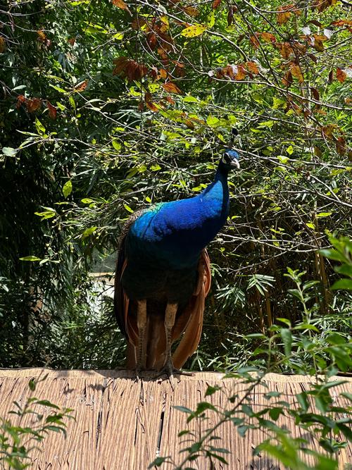 车牌号测试吉凶打分软件真的能准确预测车主的运势吗 车牌号测试吉凶打分软件真的能准确预测车主的运势吗