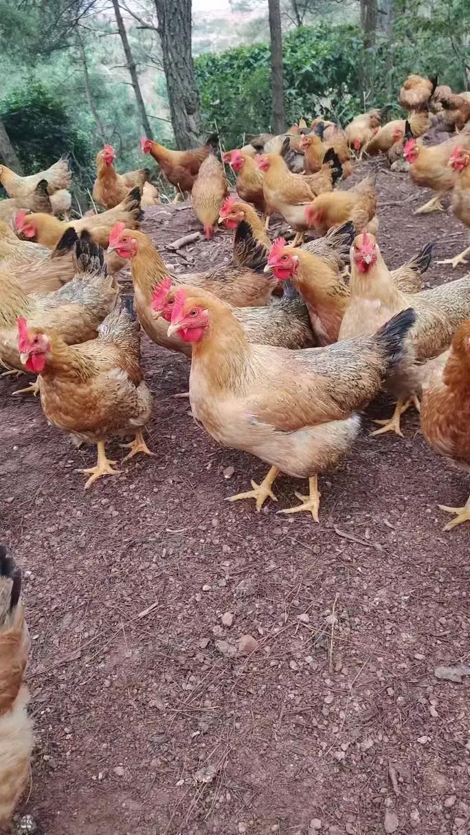 农历大进小进啥意思 除夕为廿九或三十 农历大进小进啥意思 除夕为廿九或三十