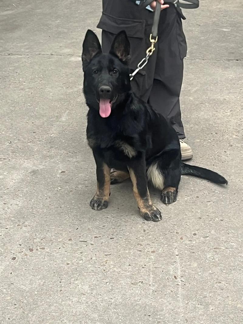 阳台摆放带刺植物风水好不好 阳台摆放带刺植物风水好不好