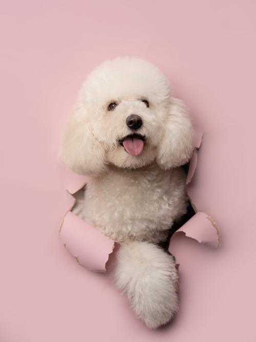 大门前樱桃树好不好 大门前樱桃树好不好